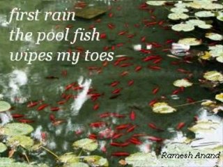 Sensational New Year Haiku