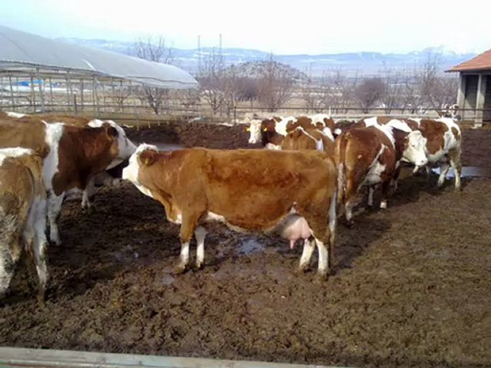 SİMENTAL GEBE DÜVE İTHAL HAYVAN YERLİ HAYVAN TEMİNİ 0248 2341177