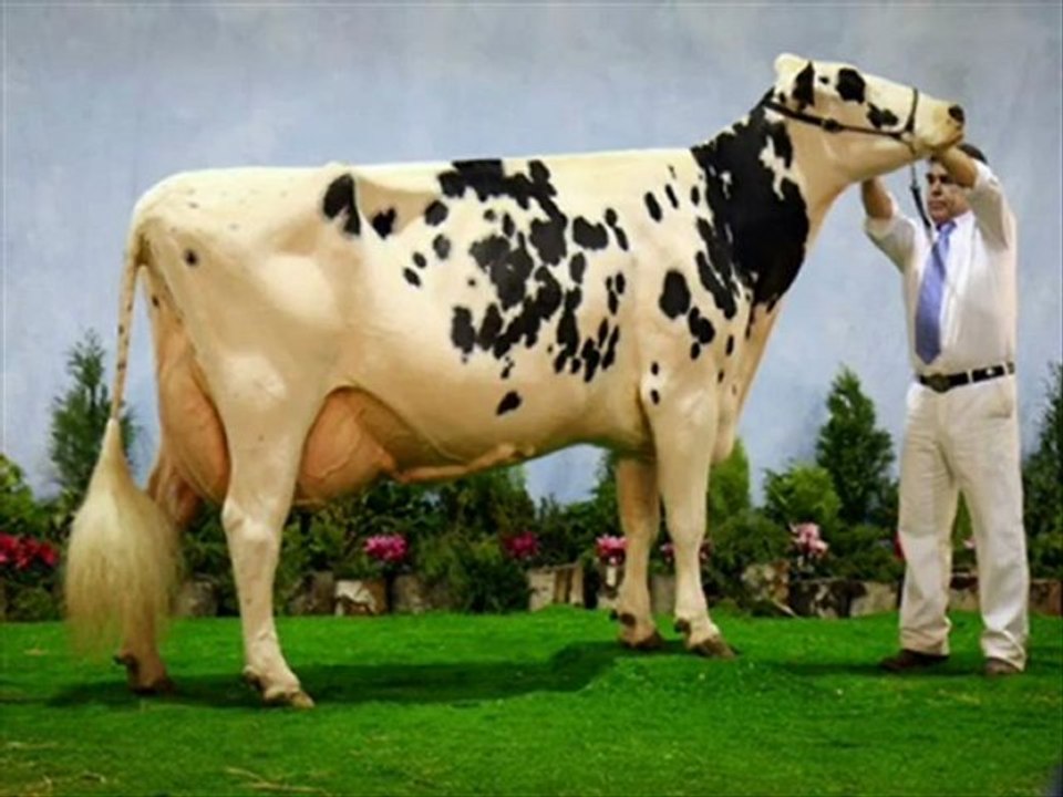 SİMENTAL GEBE DÜVE İTHAL HAYVAN YERLİ HAYVAN TEMİNİ 02482341177