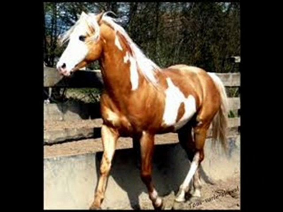 chevaux pie
