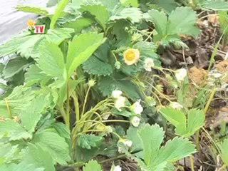 JT agri85TV du vendredi 20 avril 2012