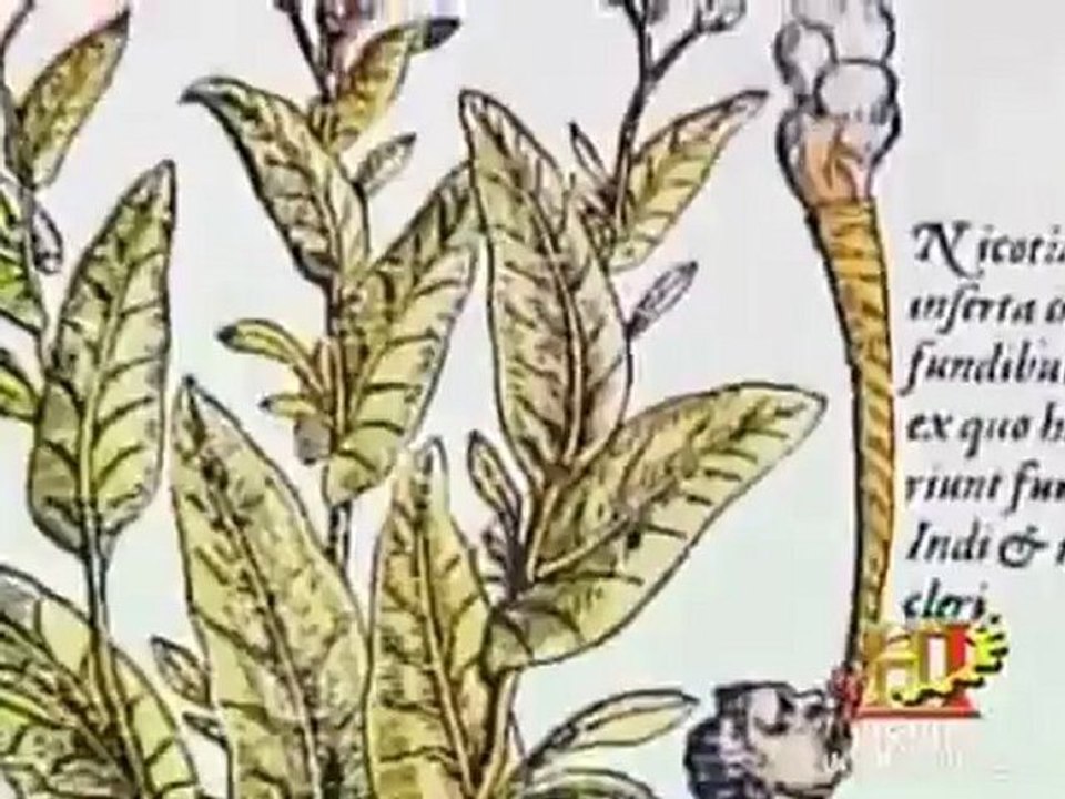 Ancient Drugs - Les hallucinognes des Anciens