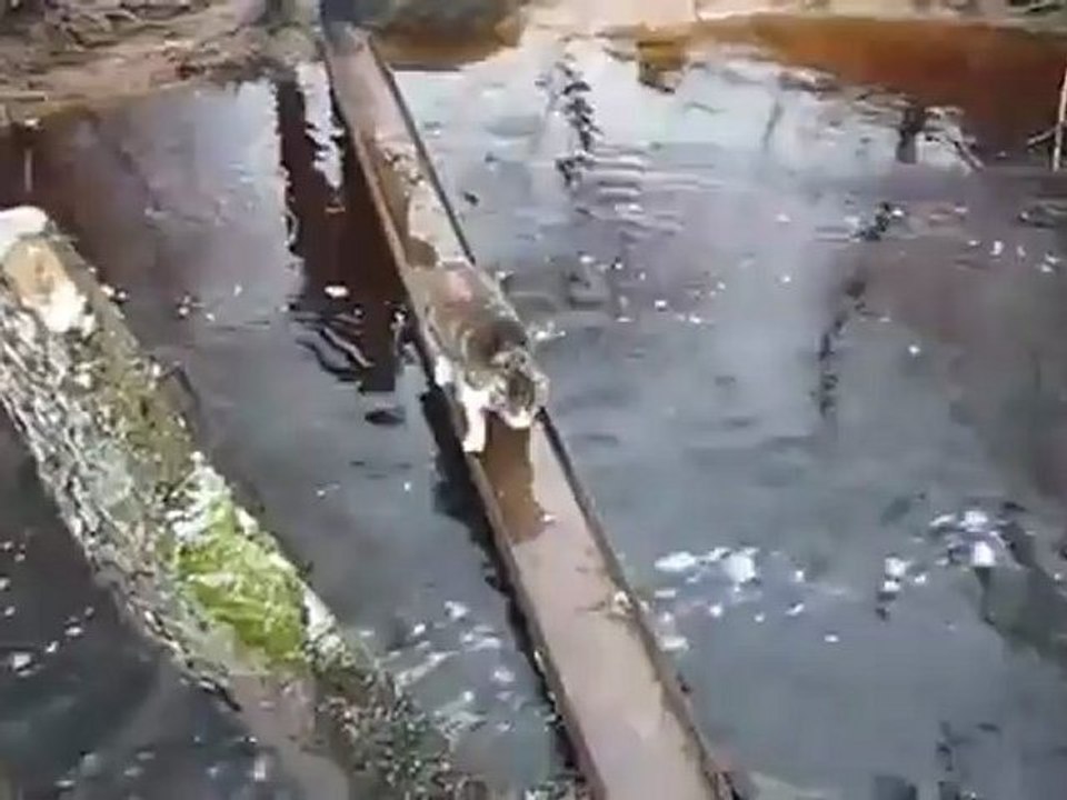 les chats n'aiment pas l'eau