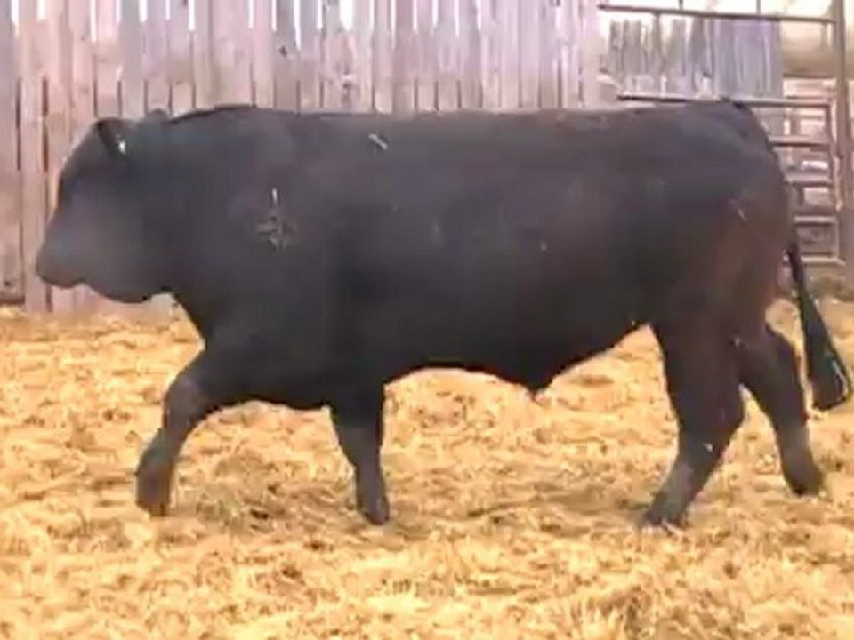 2012 Nordal Limousin Bull Sale - Lot 12