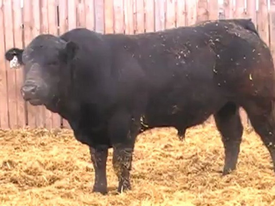 2012 Nordal Limousin Bull Sale - Lot 22