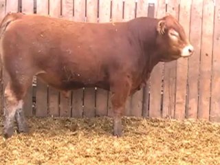 2012 Nordal Limousin Bull Sale - Lot 37