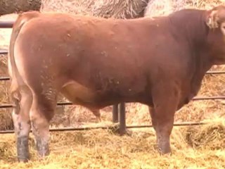 2012 Nordal Limousin Bull Sale - Lot 37 Video 2