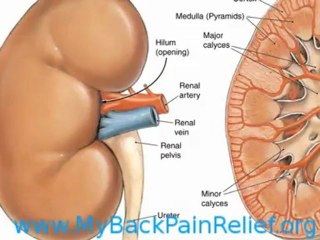 Pain in Lower Left Back - How to Get Rid of that Pain in the Back