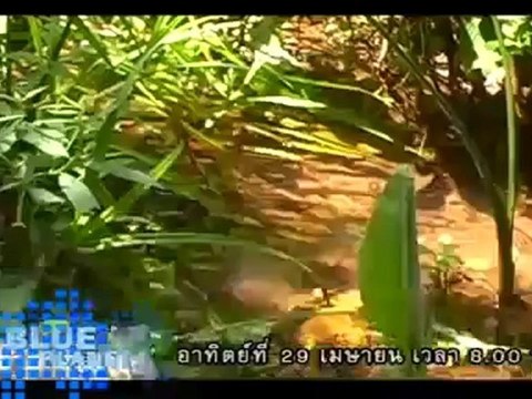 รายการข่าว Voice News ประจำวันที่ 21 เม.ย. 2555 (12.00น.)