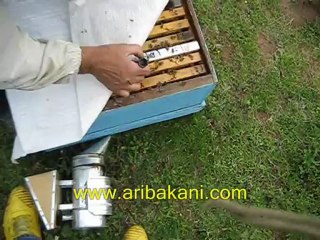 ana arı üretimi, larvalı çıtanın besletilmesi