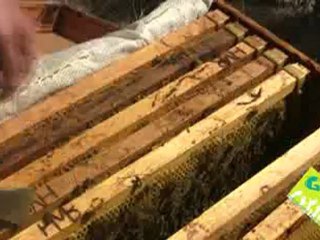 Apicultura Ecológica con Sonia y David GENERACIÓN NATURA