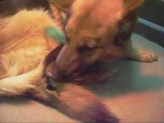 8 - 27 jours et 1.470 kgs