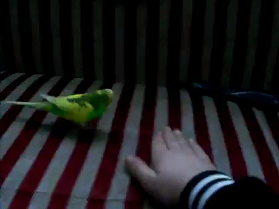 konusan muhabbet kuşu