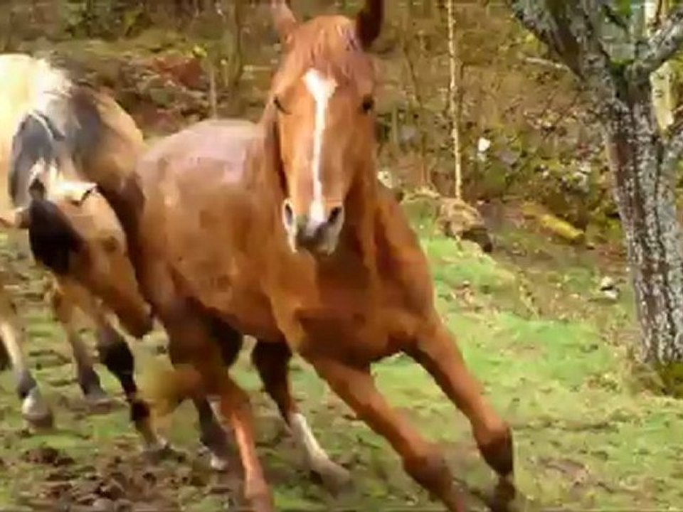 retrouvailles Vitesse-Tornado