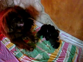 chiots Funny élevage de VALOYAN TERRE NEUVE MARRON BRONZE 21/04/2012