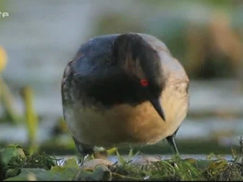 la brenne, le pays aux mille étangs (2 et fin)