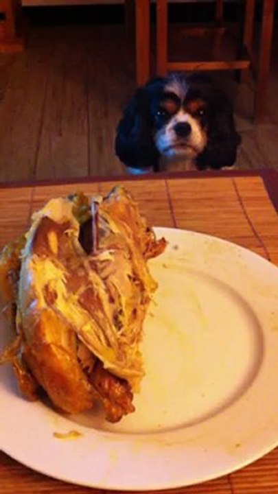Aristote et le poulet