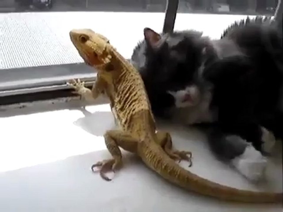 chat lezard