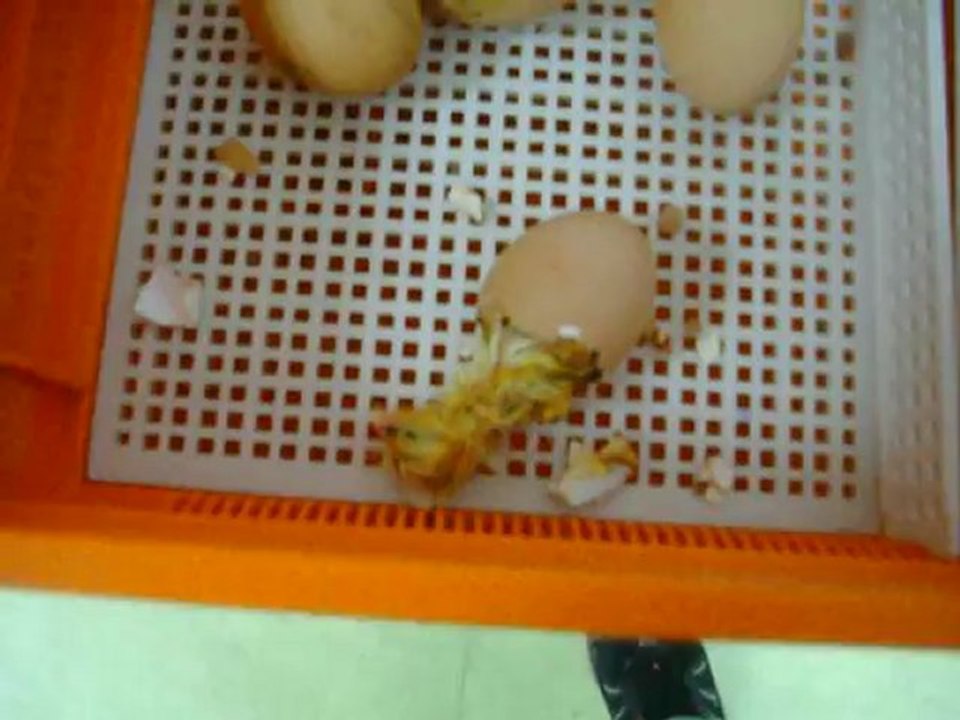 poussin qui sorre de son oeuf