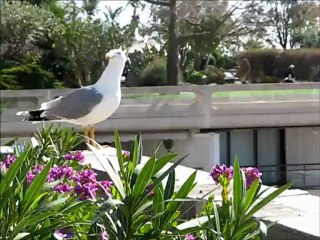 Monte Carlo jour et nuit