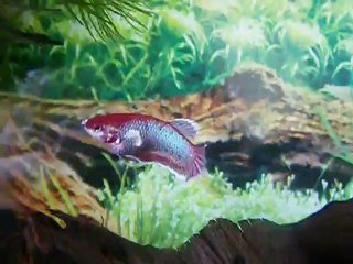 femelle PK géno Big ears de 3,5 mois