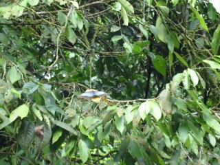 Costa Rica Avril 2012 V2