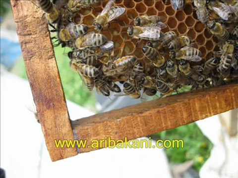 Ana arının doğuşu, arıcılık videoları