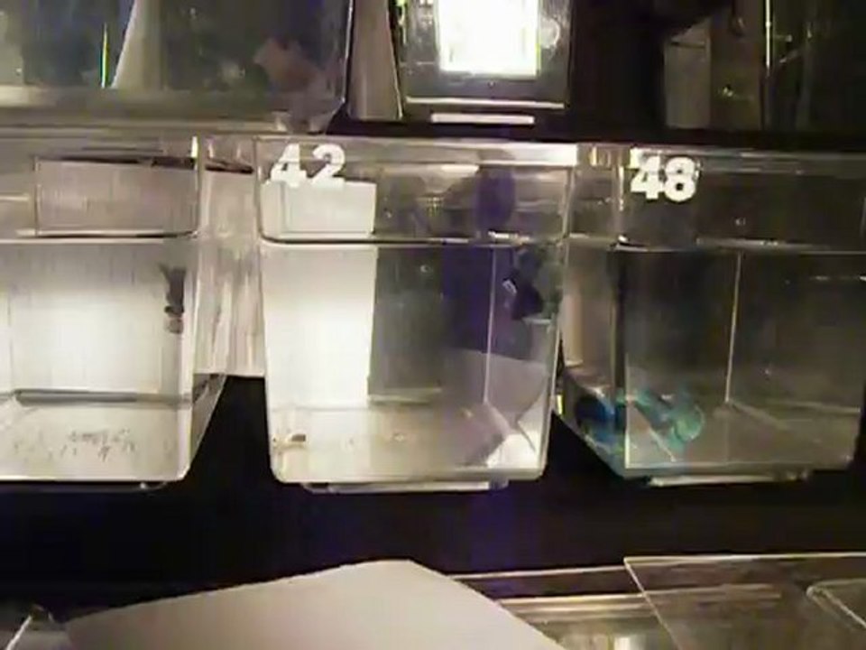 3 de mes jeunes dumbo de 3,5 mois