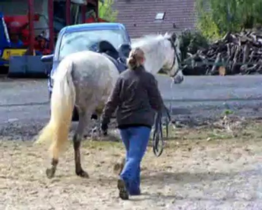 Trot petite carrière iberosattel