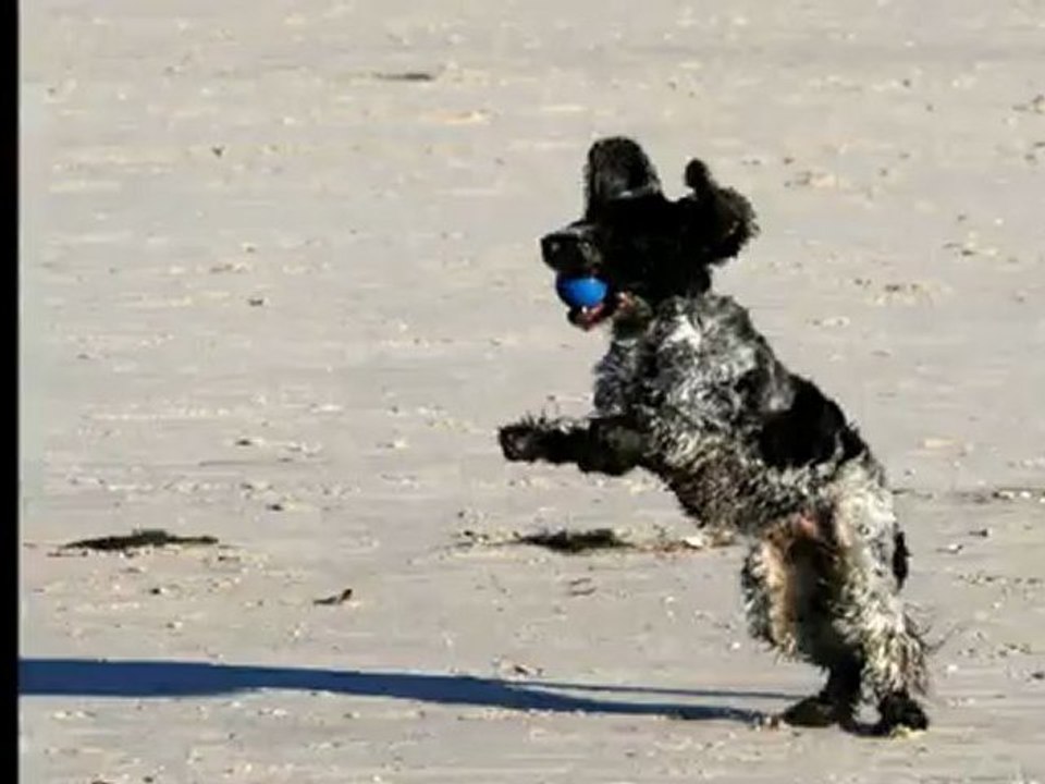 Kira in St. Peter Ording