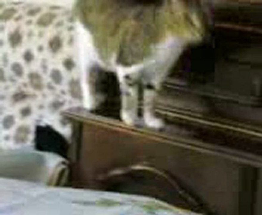 Evin Tepesinde Gezinen Kedi