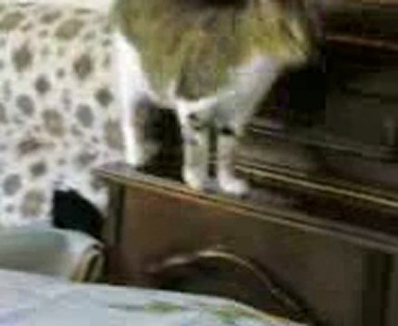 Evin Tepesinde Gezinen Kedi