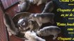 Repas Chiots Huskys - Elevage Husky du Songe d'une Nuit Polaire