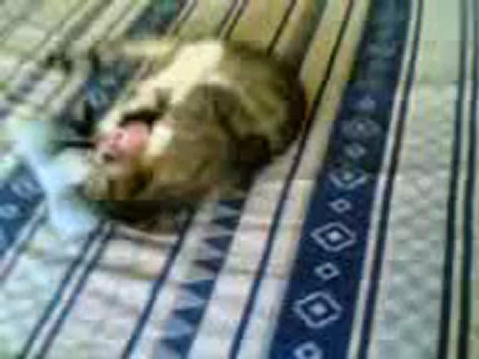 1.9.2011 kedim faresini getiriyor