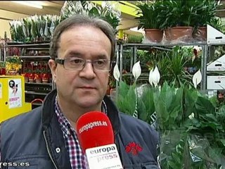 Productores de rosas se preparan para Sant Jordi