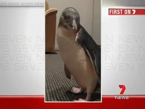 Ivres, ils volent un pingouin dans un parc