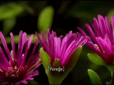 Kardeşlik Hukuku - Diyanet İşleri Başkanlığı - Kardeşlik Kampanyası - Hepimiz Kardeşiz - Müslümanlık ve Kardeşlik