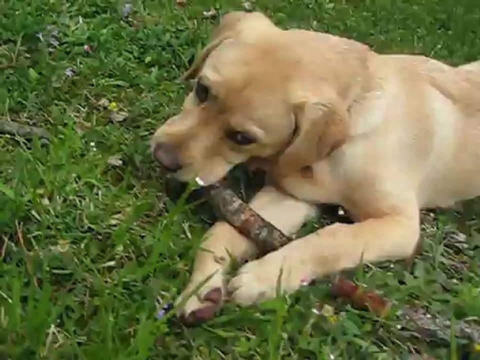 gaillac et son baton