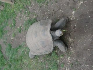tortue des galapagos