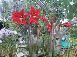 KURAN TİLAVETİ YÜCEL HACIOĞLU..HUCURAT SURESİ 10-13.AYET