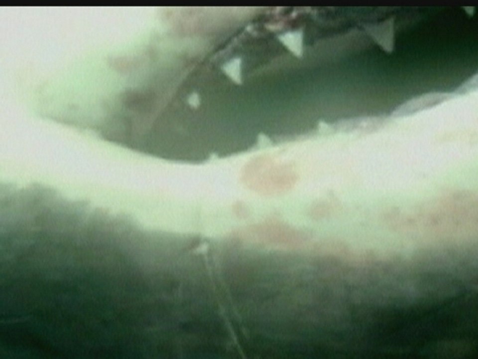 Massive great white shark caught by fisherman in Mexico