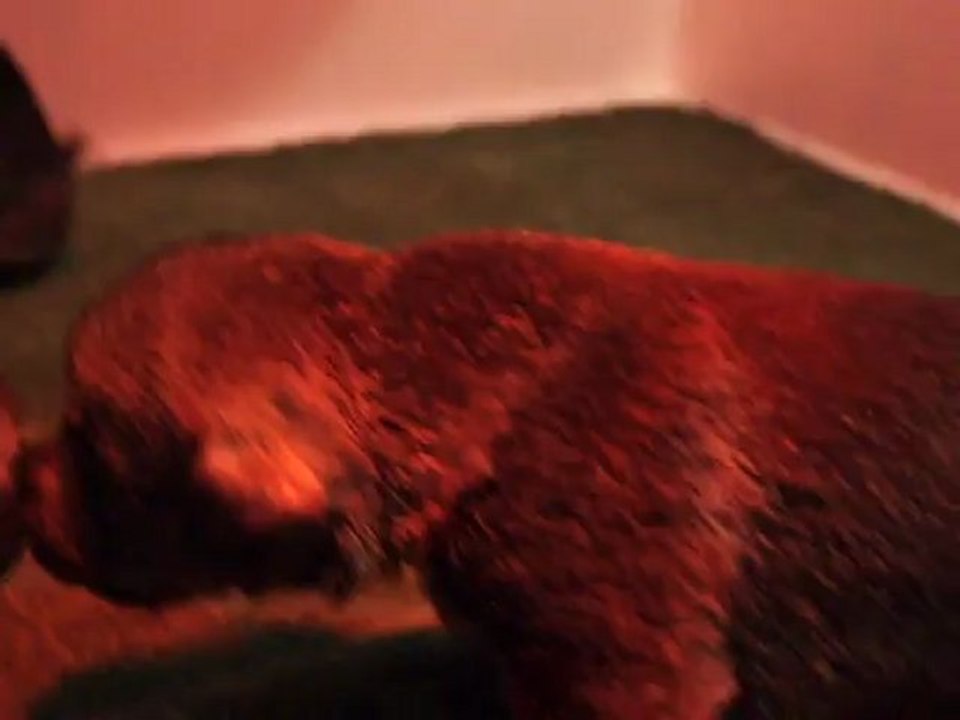 MAQ00246 chiots ELENA