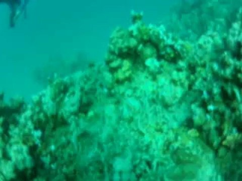 Récif sud Marsa Shagra