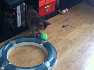 Chaton de 5 semaines qui joue