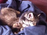 Chaton de 5 semaines qui s'endort