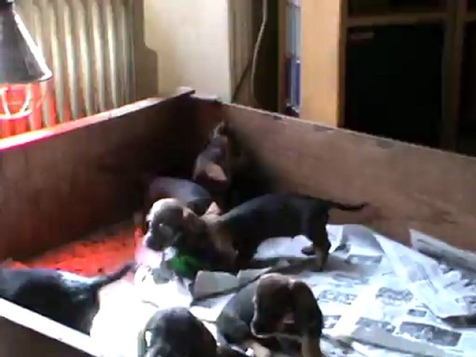 chiots teckels portée 2012