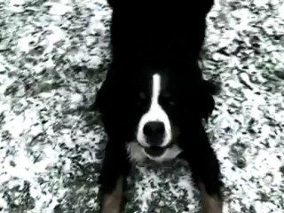 Exercice sur le texte Félix L. 7QMM