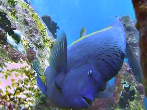 Egypte Mer Rouge Croisière Anthias poisson Ange Royale