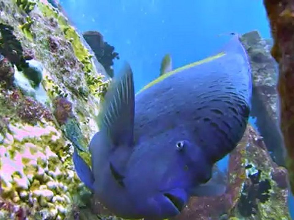 Egypte Mer Rouge Croisière Anthias poisson Ange Royale