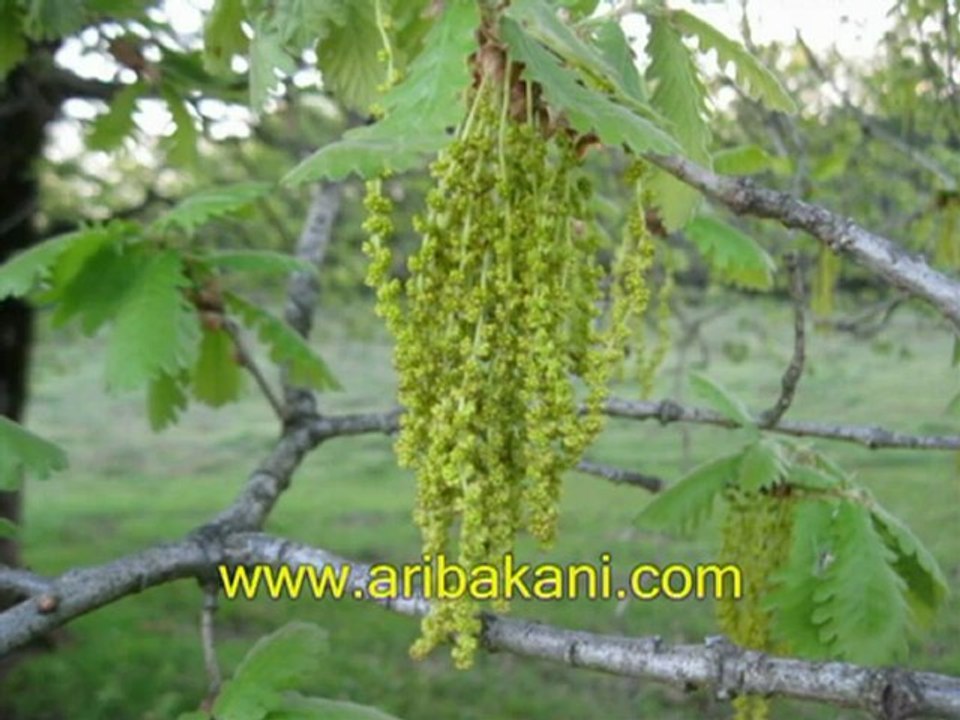 meşe ağacında bal olurmu, arıcılık videoları